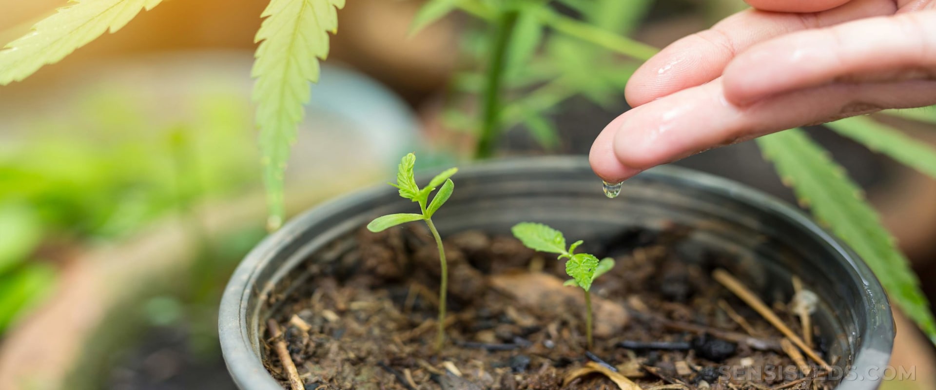 Does hemp like wet soil?