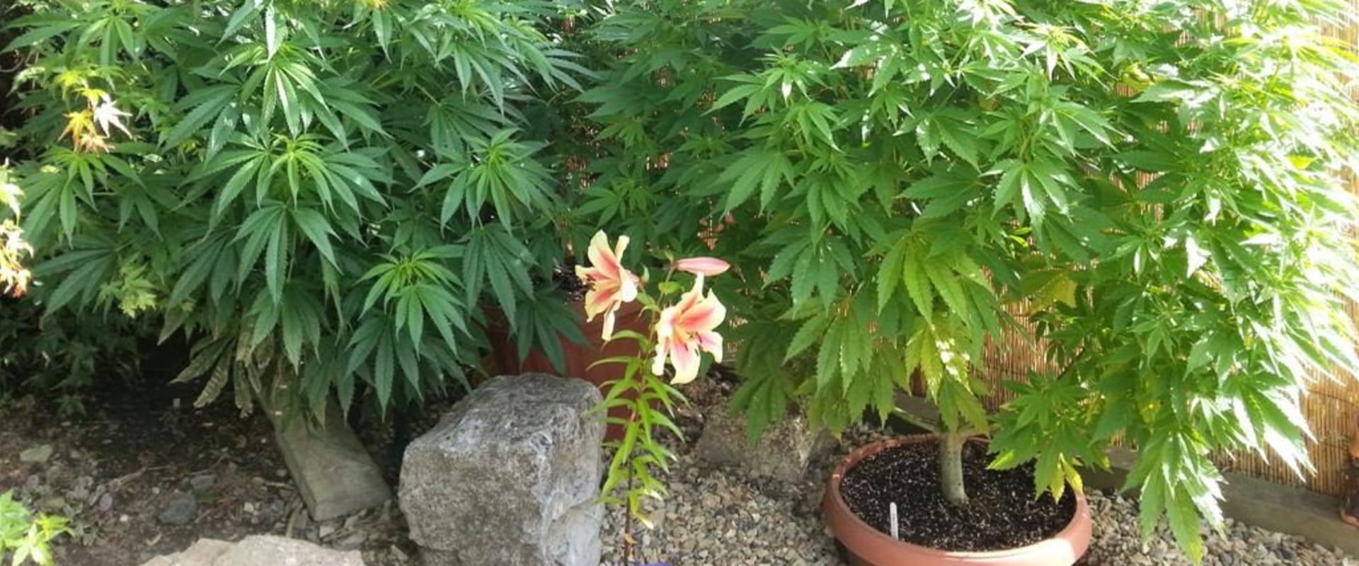 How much water does a hemp plant need per day?