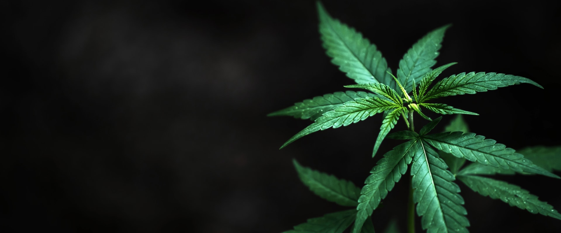 What You Need To Know About Hemp Hydroponics In The UK