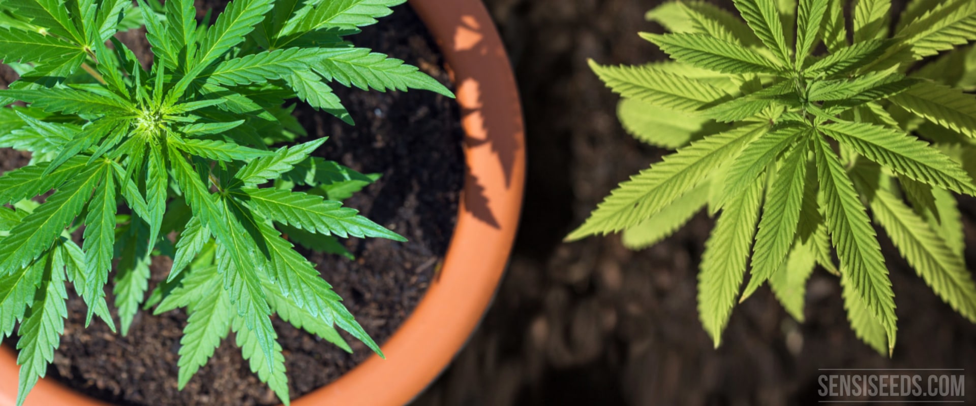 Is hemp hard on soil?