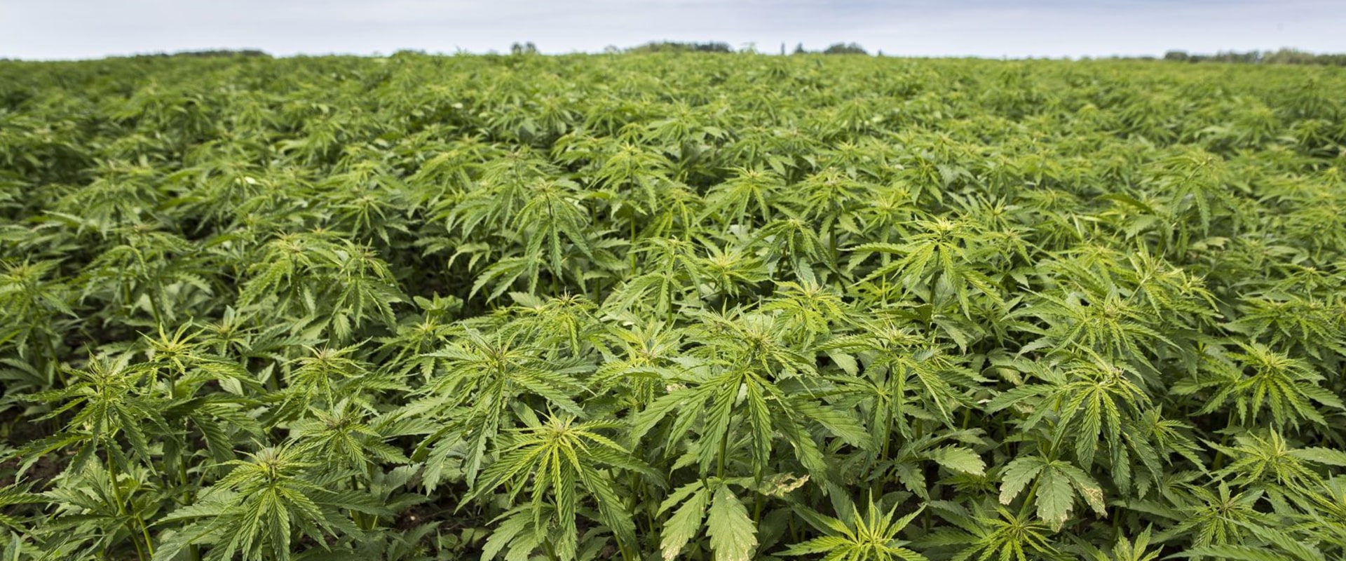 What does hemp take from the soil?