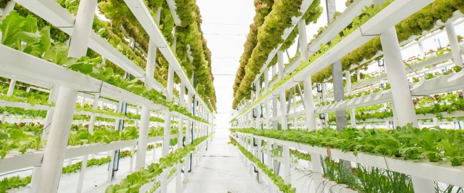 What is the most profitable hydroponic crop to grow?