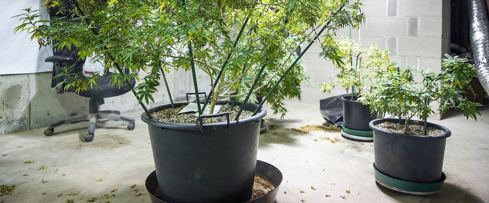 Can you grow hemp as a house plant?