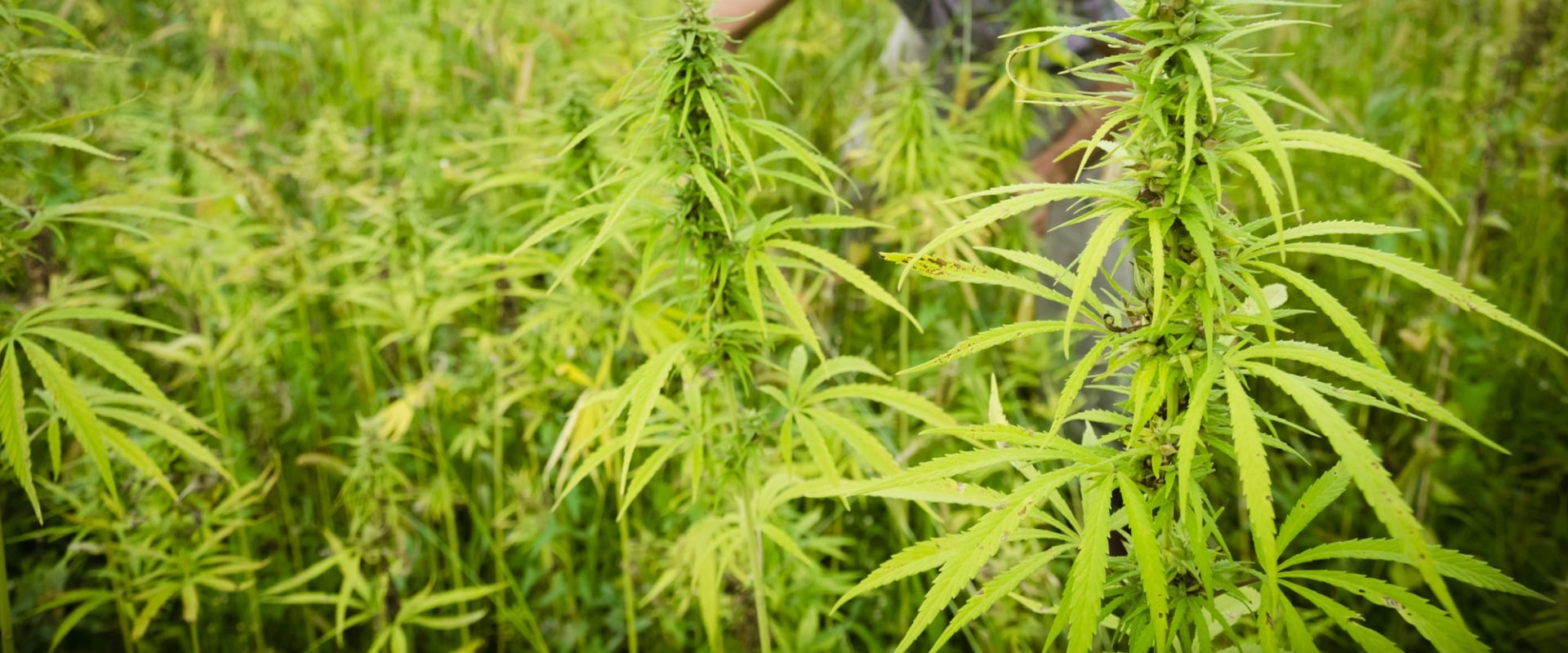 Is farming hemp profitable?