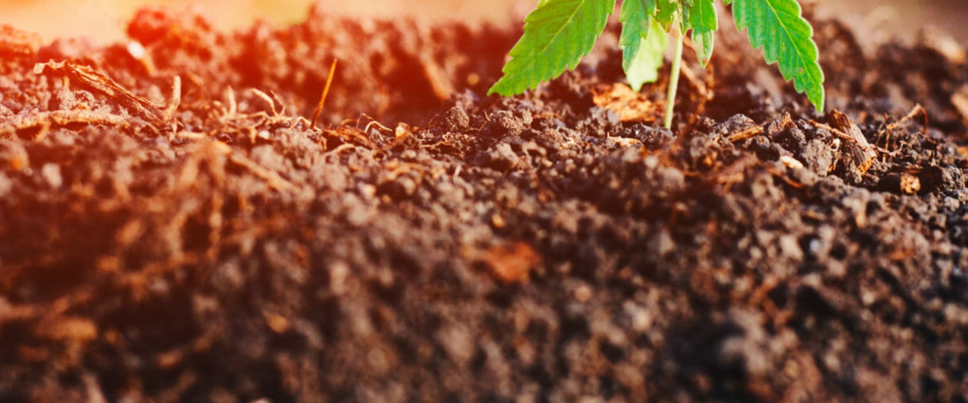 Are hemp plants hard to grow?