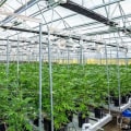 How Hemp Hydroponics Is Influenced by State and Federal Regulations