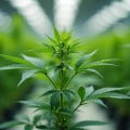 Explore Hemp Hydroponics and Effective Rehab in NJ