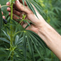 How hard is it to grow a hemp plant?