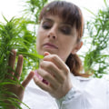 How much does an acre of hemp sell for?