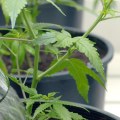 Does hemp need alot of water?