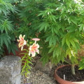 How much water does a hemp plant need per day?