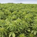 What does hemp take from the soil?