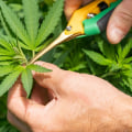 The Rewards Of Hemp Hydroponics And Why Long Beach Loves Weed Delivery
