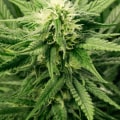 Can you grow hemp in aquaponics?