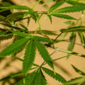 Can hemp grow anywhere?