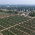 Does hemp grow in wet soil?