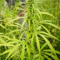Is farming hemp profitable?