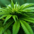What climate does hemp like?