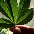 Is hemp an easy plant to grow?
