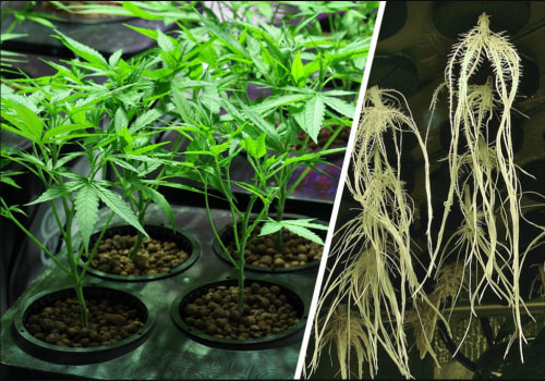 Hemp Hydroponics: How To Grow Sativa