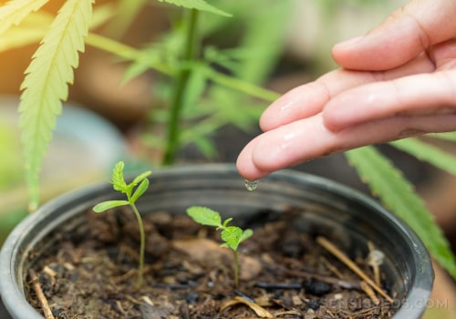 Does hemp like wet soil?