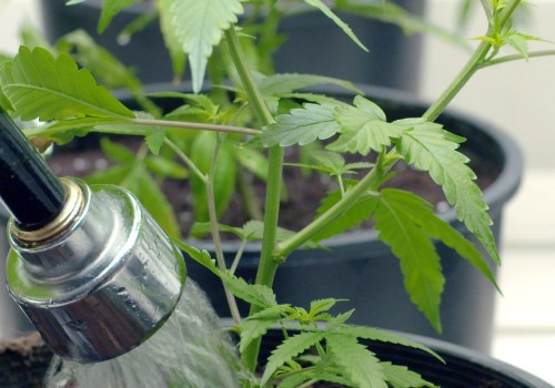 Does hemp need alot of water?