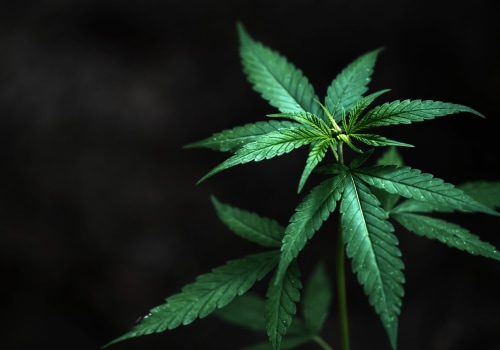 What You Need To Know About Hemp Hydroponics In The UK