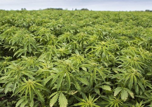 What does hemp take from the soil?