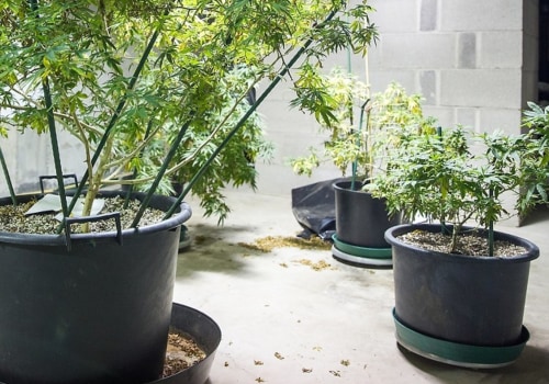 Can you grow hemp as a house plant?