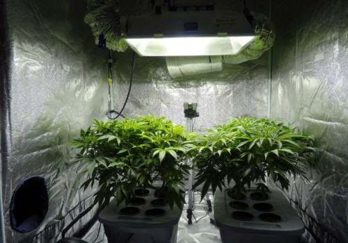 How long does it take hemp to fully grow?