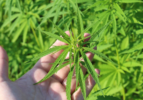 Exploring Hemp Hydroponics and Addiction Treatment in Portland
