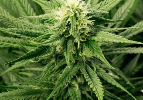 Can you grow hemp in aquaponics?