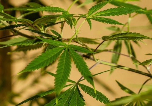Can hemp grow anywhere?