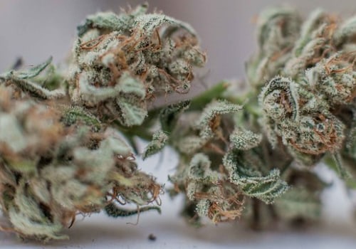 Hemp Hydroponics In Omaha: How To Find The Right Dispensary
