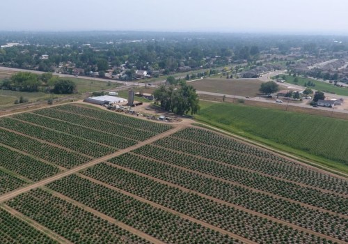 Does hemp grow in wet soil?