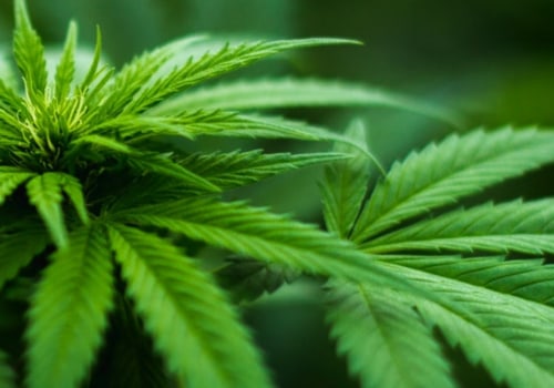 What climate does hemp like?
