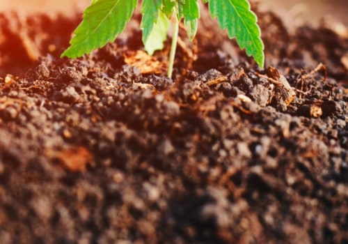 Are hemp plants hard to grow?